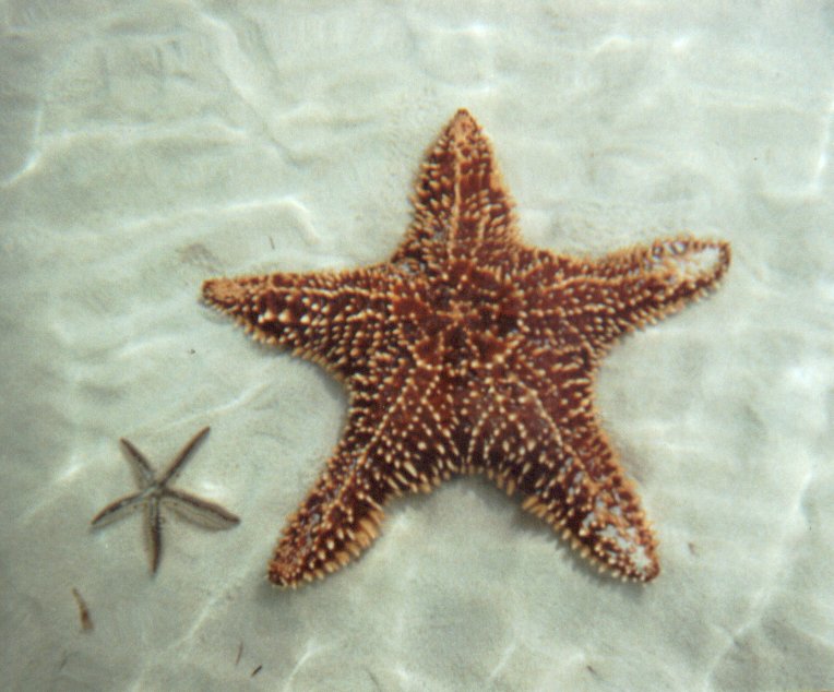 ... hanya mulut dan tangan (bintang laut / starfish) | Life Is Wonderfull